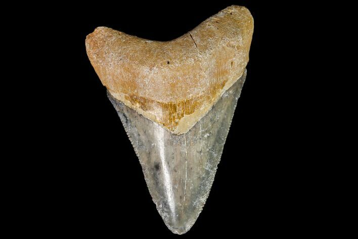 Serrated, Fossil Megalodon Tooth - Florida #110469